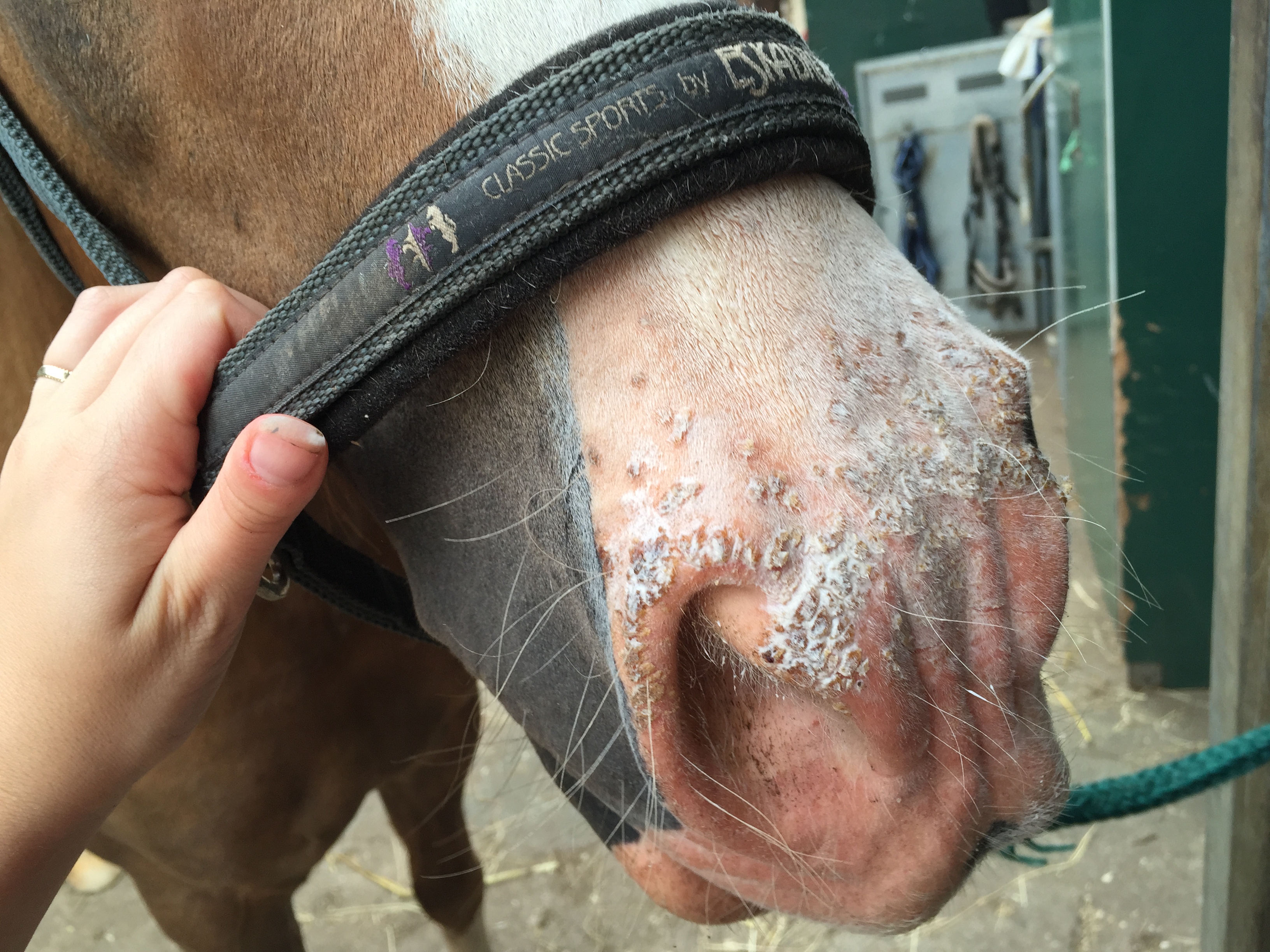 Sonnenbrand beim Pferd mit Quark behandeln