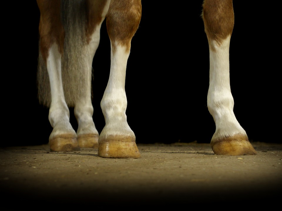 Pferde und Hunde Fotografien