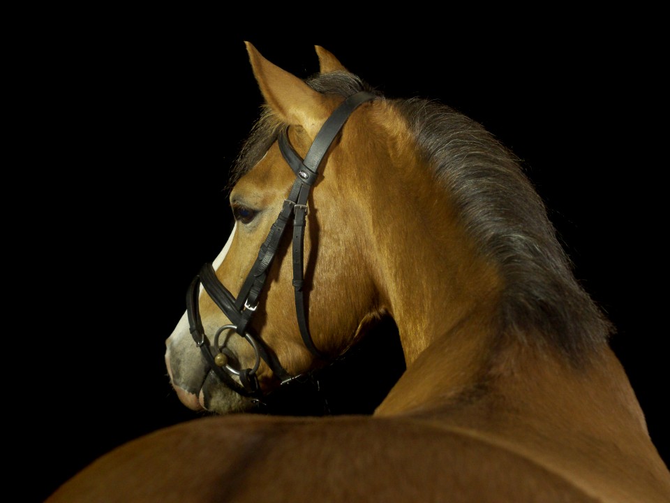 Sicher reiten: Sicherheitswesten (Teil 1) - Der Reitsport Blog