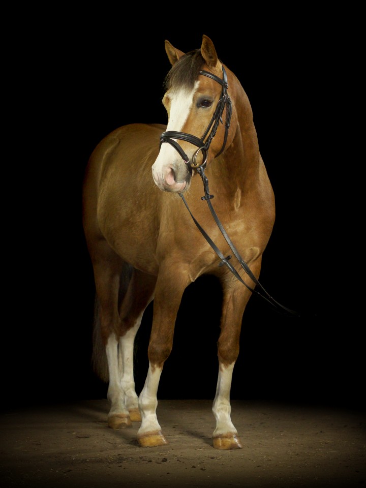 Pferdefotografie vom Profi: Ein Ganzkörperbild